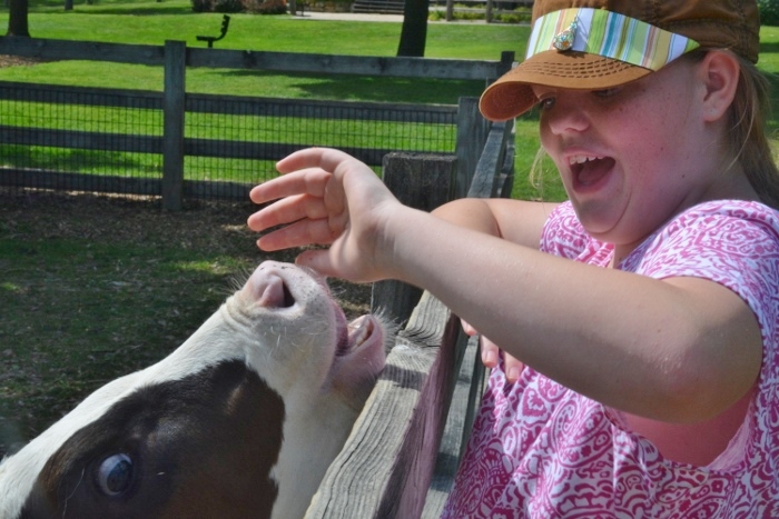 feeding the calf